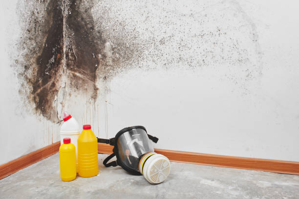 Mold Testing and Removal in Jacksonville, IL