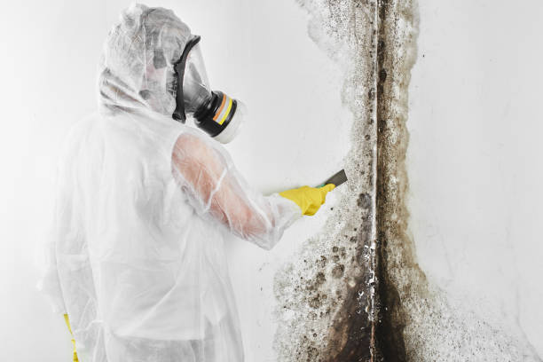 Best Mold Damage Repair  in Jacksonvle, IL
