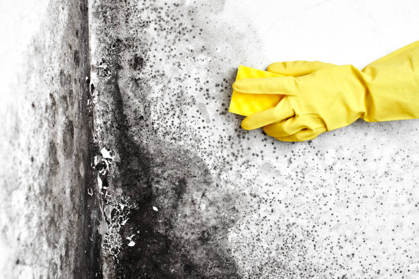 Best Black Mold Removal  in Jacksonvle, IL