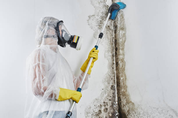 Best Mold Testing and Removal  in Jacksonvle, IL