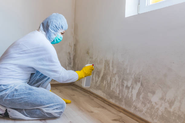 Professional Mold Removal in Jacksonville, IL