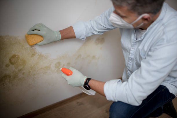 Best Professional Mold Removal  in Jacksonvle, IL