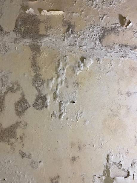 Best Same-Day Mold Removal  in Jacksonvle, IL
