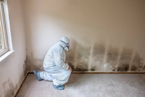 Best Attic Mold Removal  in Jacksonvle, IL