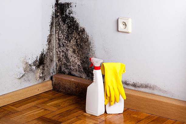 Best Local Mold Removal Service  in Jacksonvle, IL