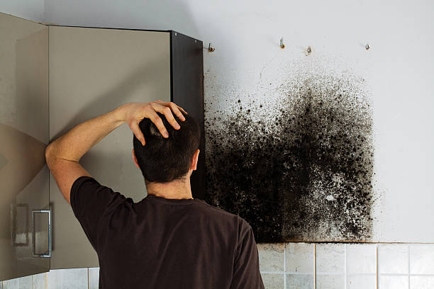 Best Professional Mold Removal  in Jacksonvle, IL