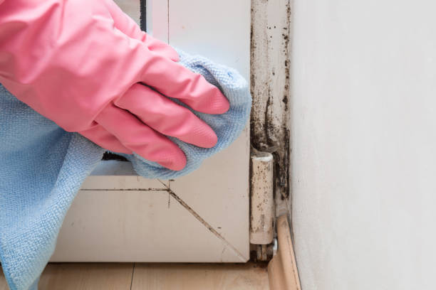 Best Mold Testing  in Jacksonvle, IL