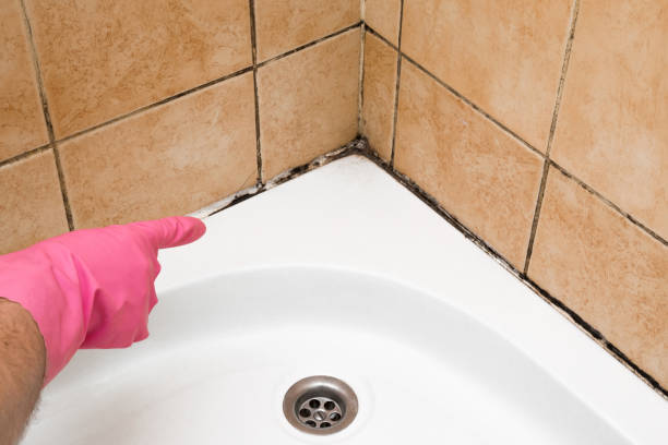 Certified Mold Removal in Jacksonville, IL