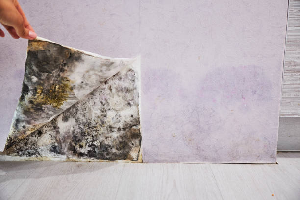 Best Mold Testing  in Jacksonvle, IL
